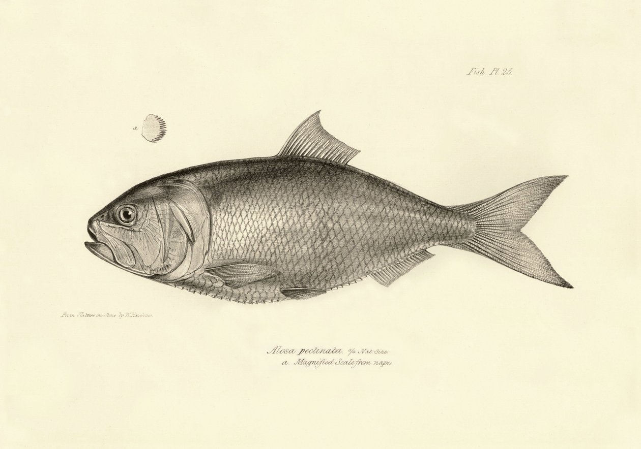 Zoologie: vyobrazení ryby "Alosa pectinata", kterou popsal Charles Darwin během své plavby na palubě lodi Beagle. Deska z knihy "The zoology of the voyage of H.M.S. Beagle under the command of Captaain Fitzroy during the years 1832-1836". od Unbekannter Künstler