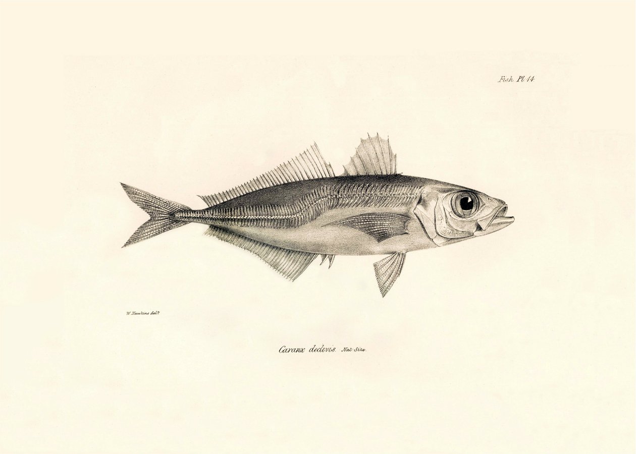 Zoologie: vyobrazení ryby "Caranx declivis", kterou popsal Charles Darwin během své plavby na palubě lodi Beagle. Deska z knihy "The zoology of the voyage of H.M.S. Beagle under the command of Captaain Fitzroy during the years 1832-1836". od Unbekannter Künstler