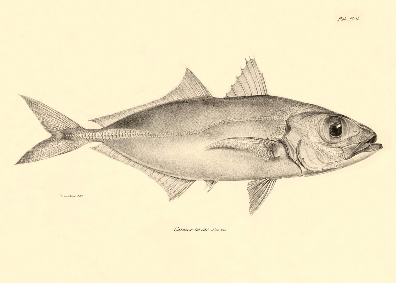 Zoologie: vyobrazení ryby "Caranx torvus", kterou popsal Charles Darwin během své plavby na palubě lodi Beagle. Deska z knihy "The zoology of the voyage of H.M.S. Beagle under the command of Captaain Fitzroy during the years 1832-1836". od Unbekannter Künstler