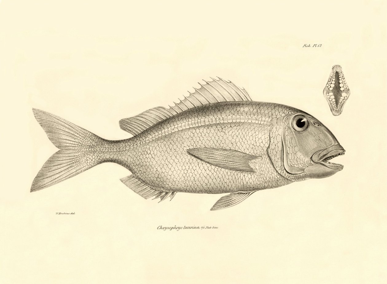 Zoologie: vyobrazení ryby "Chrysophrys taurina", kterou popsal Charles Darwin během své plavby na palubě lodi Beagle. Deska z knihy "The zoology of the voyage of H.M.S. Beagle under the command of Captaain Fitzroy during the years 1832-1836". od Unbekannter Künstler