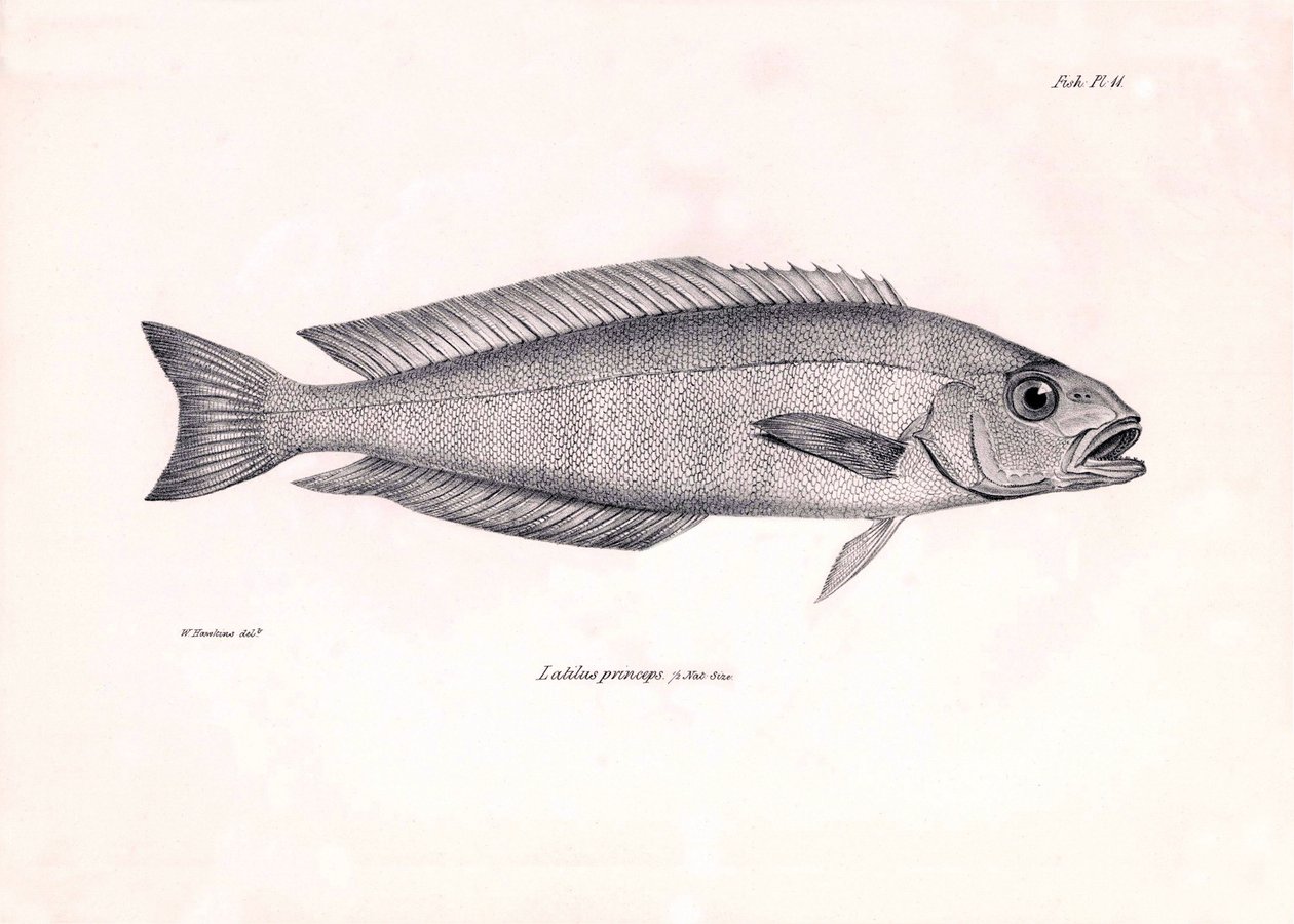 Zoologie: vyobrazení ryby "Latilus princeps", kterou popsal Charles Darwin během své plavby na palubě lodi Beagle. Deska z knihy "The zoology of the voyage of H.M.S. Beagle under the command of Captaain Fitzroy during the years 1832-1836". od Unbekannter Künstler