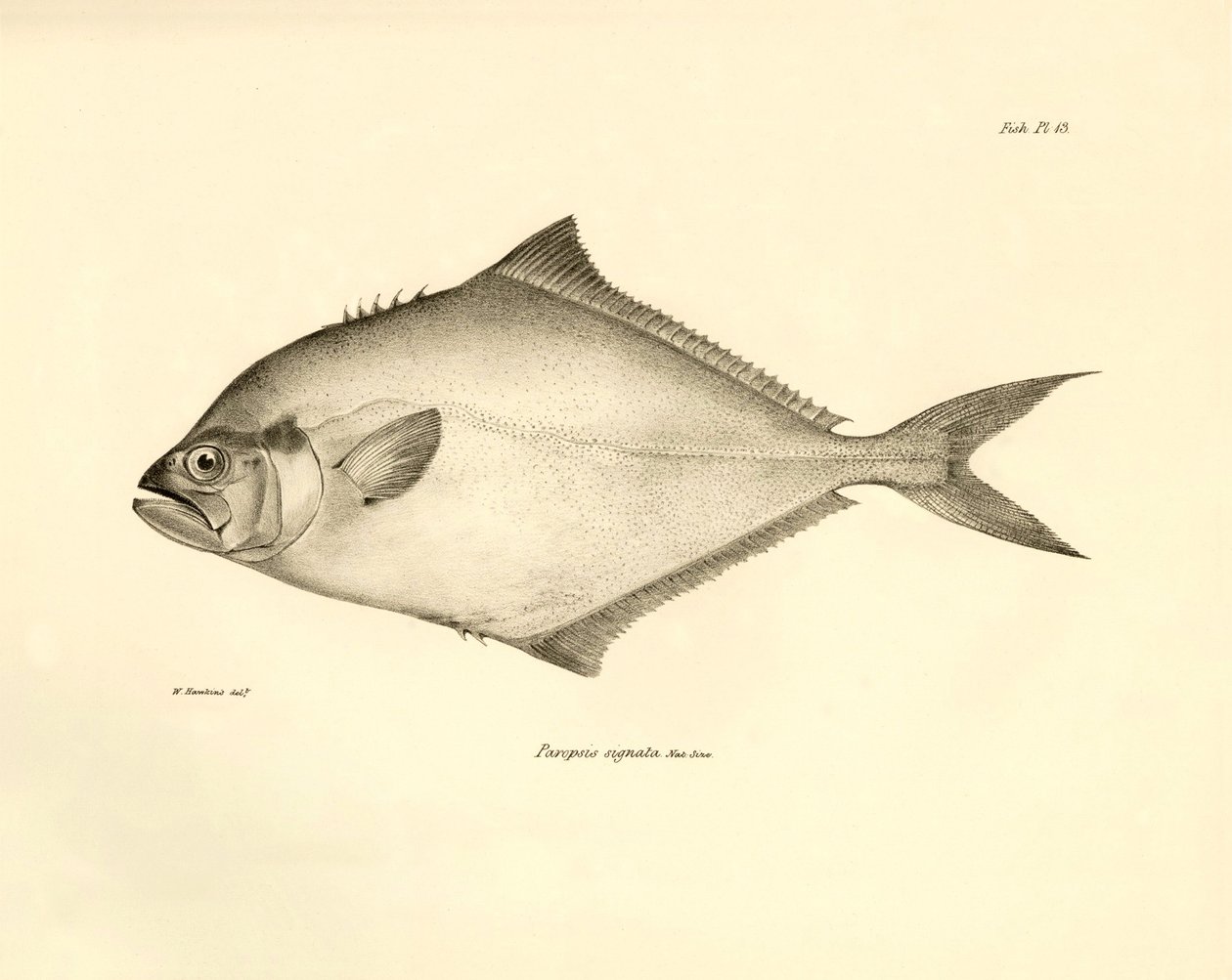 Zoologie: vyobrazení ryby "Paropsis signata", kterou popsal Charles Darwin během své plavby na palubě lodi Beagle. Deska z knihy "The zoology of the voyage of H.M.S. Beagle under the command of Captaain Fitzroy during the years 1832-1836". od Unbekannter Künstler