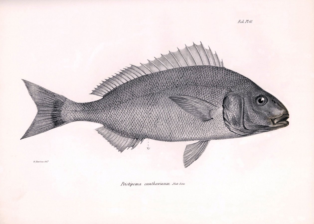 Zoologie: vyobrazení ryby "Pristipoma cantharinum", kterou popsal Charles Darwin během své plavby na palubě lodi Beagle. Deska z knihy "The zoology of the voyage of H.M.S. Beagle under the command of Captaain Fitzroy during the years 1832-1836". od Unbekannter Künstler