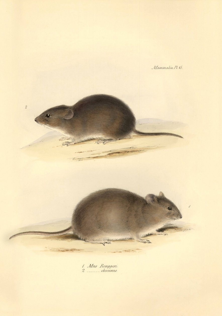 Zoologie: Mus Renggeri a Mus obscurus (krysy), které popsal Charles Darwin během své objevitelské cesty na palubě lodi Beagle. Deska z knihy "Zoologie cesty H.M.S. Beagle pod velením kapitána Fitzroye v letech 1832 až 183". od Unbekannter Künstler