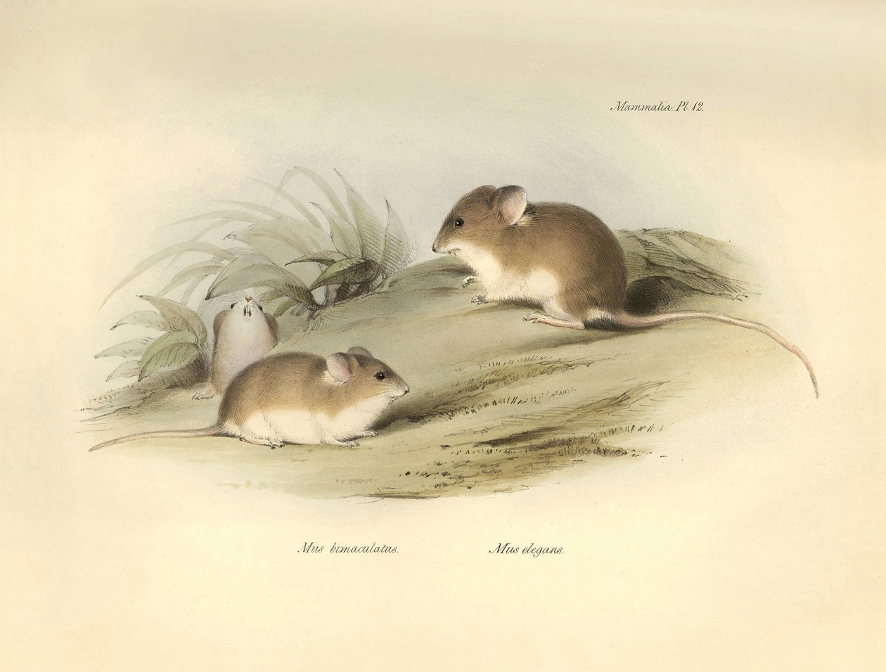 Zoologie: "Mus albimaculatus" a "Mus elegans" (myš), které popsal Charles Darwin během své objevitelské cesty na palubě lodi Beagle. Deska z knihy "The Zoology of the voyage of the H.M.S. Beagle under the command of Captain Fitzroy during the years 1832 to od Unbekannter Künstler