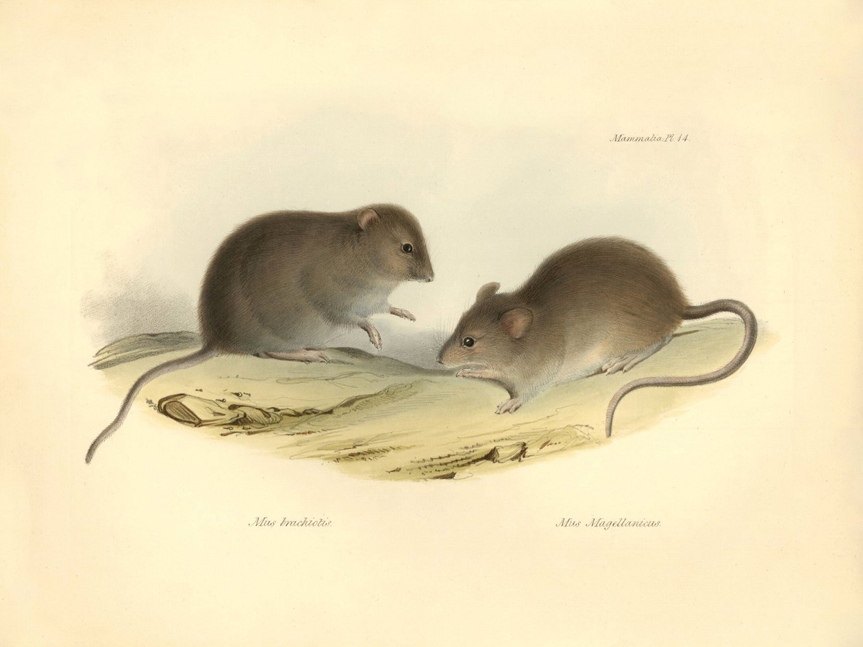 Zoologie: Mus brachiotis a Mus Magellanicus (krysy), které popsal Charles Darwin během své objevitelské cesty na palubě lodi Beagle. Deska z knihy "The Zoology of the voyage of the H.M.S. Beagle under the command of Captain Fitzroy during the years 1832 to od Unbekannter Künstler