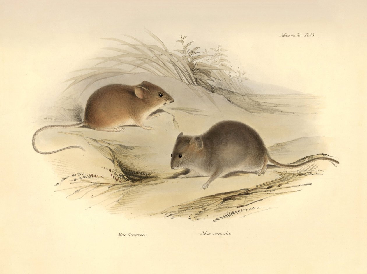 Zoologie: Mus flavescens a Mus arenicola (krysy), které popsal Charles Darwin během své objevitelské cesty na palubě lodi Beagle. Deska z knihy "Zoologie plavby H.M.S. Beagle pod velením kapitána Fitzroye v letech 1832 až 1836". od Unbekannter Künstler