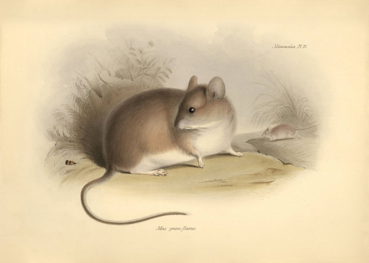 Zoologie: "Mus griseoflavus" neboli myš listová, kterou popsal Charles Darwin během své objevitelské cesty na palubě lodi Beagle. Deska z knihy "The Zoology of the voyage of the H.M.S. Beagle under the command of Captain Fitzroy during the years 1832 to 18 od Unbekannter Künstler