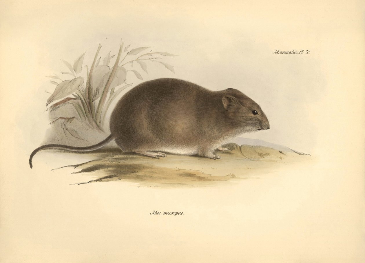 Zoologie: Myš "Mus micropus" neboli myš velkouš popsaná Charlesem Darwinem během jeho objevitelské cesty na palubě lodi Beagle. Deska z knihy "The Zoology of the voyage of H.M.S. Beagle under the command of Captain Fitzroy during the years 1832 to 1836". od Unbekannter Künstler