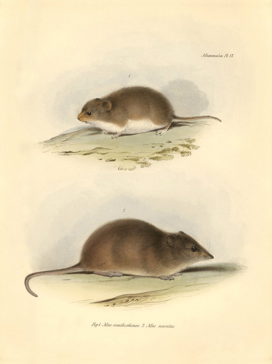 Zoologie: Mus xanthorhinus neboli krysa polní a Mus nasutus, které popsal Charles Darwin během své objevitelské cesty na palubě lodi Beagle. Deska z knihy "The Zoology of the voyage of the H.M.S. Beagle under the command of Captain Fitzroy during the years od Unbekannter Künstler