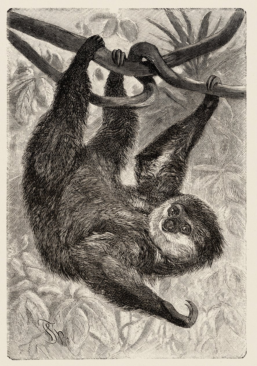 Zoology: unau or lazy describes and illustrates by Carlo Vogt and Federico Specht in "Natural history illustree: savmals" 1884 od Unbekannter Künstler