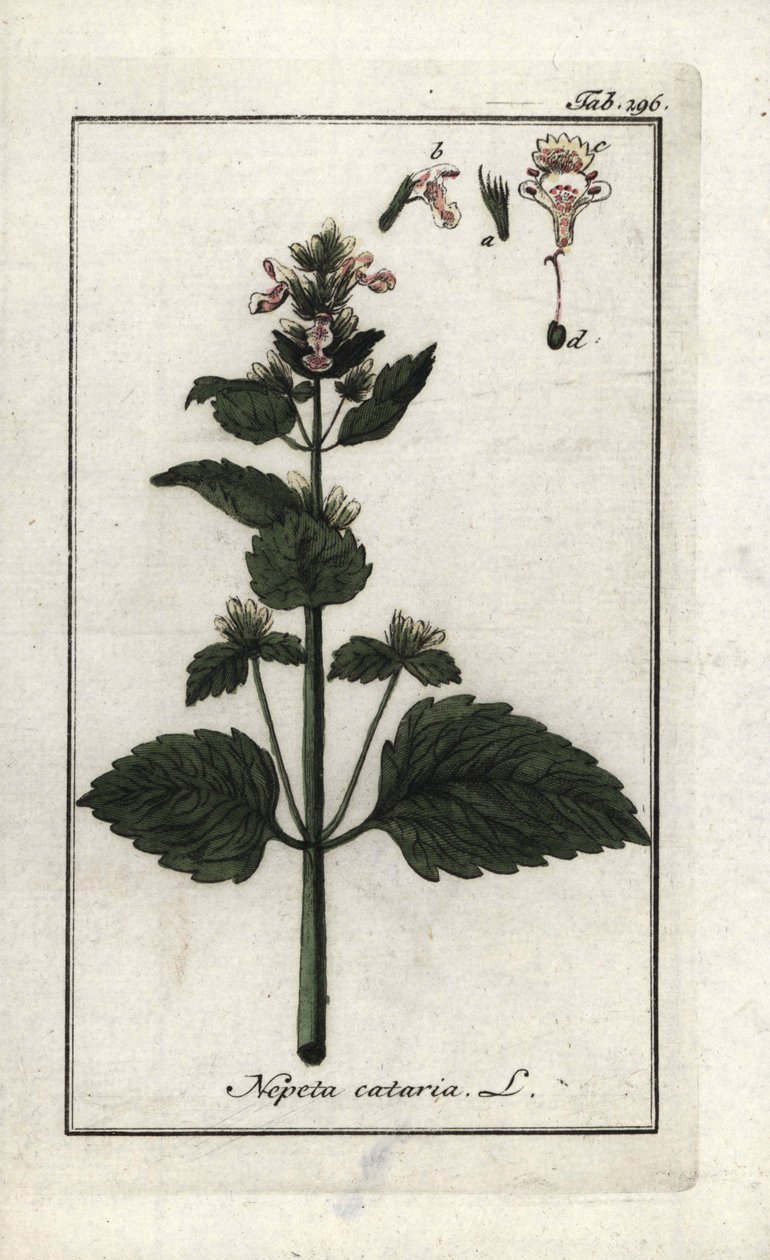 kočičí nebo kočičí máta (Nepeta cataria). Litografie z knihy "Afbeelding der Artseny-Gewassen" od Johannese Zorna (1739-1799), Nizozemsko. od Unbekannter Künstler