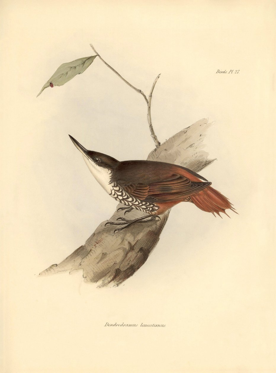 ornitologie: Darwin (1809-1882): "Dendrodamus leucosternus" pták Jižní Ameriky. Deska z knihy "The zoology of the voyage of H.M.S. Beagle. Let. III, Ptáci popsaní Johnem Gouldem, s poznámkou o jejich zvycích od Charla od Unbekannter Künstler