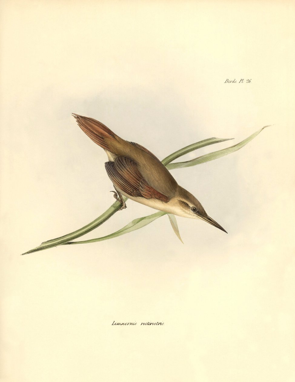 ornitologie: Darwin (1809-1882): "Limnornis rectirostris" passereau Jižní Ameriky pozoruje a popisuje Charles Darwin (1809-1882). Deska z knihy "The zoology of the voyage of H.M.S. Beagle. Let. III, Ptáci popsaní Johnem Gouldem, s poznámkou o jejich zvycíc od Unbekannter Künstler