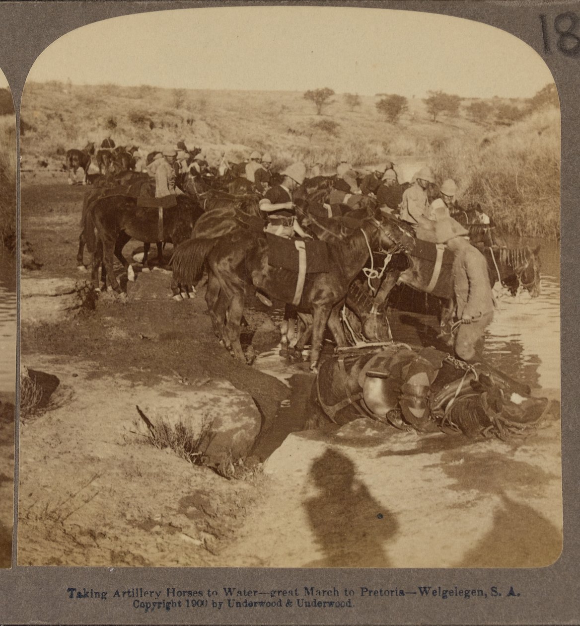 Napájení dělostřeleckých koní, Welgelegen, Jižní Afrika od Underwood and Underwood