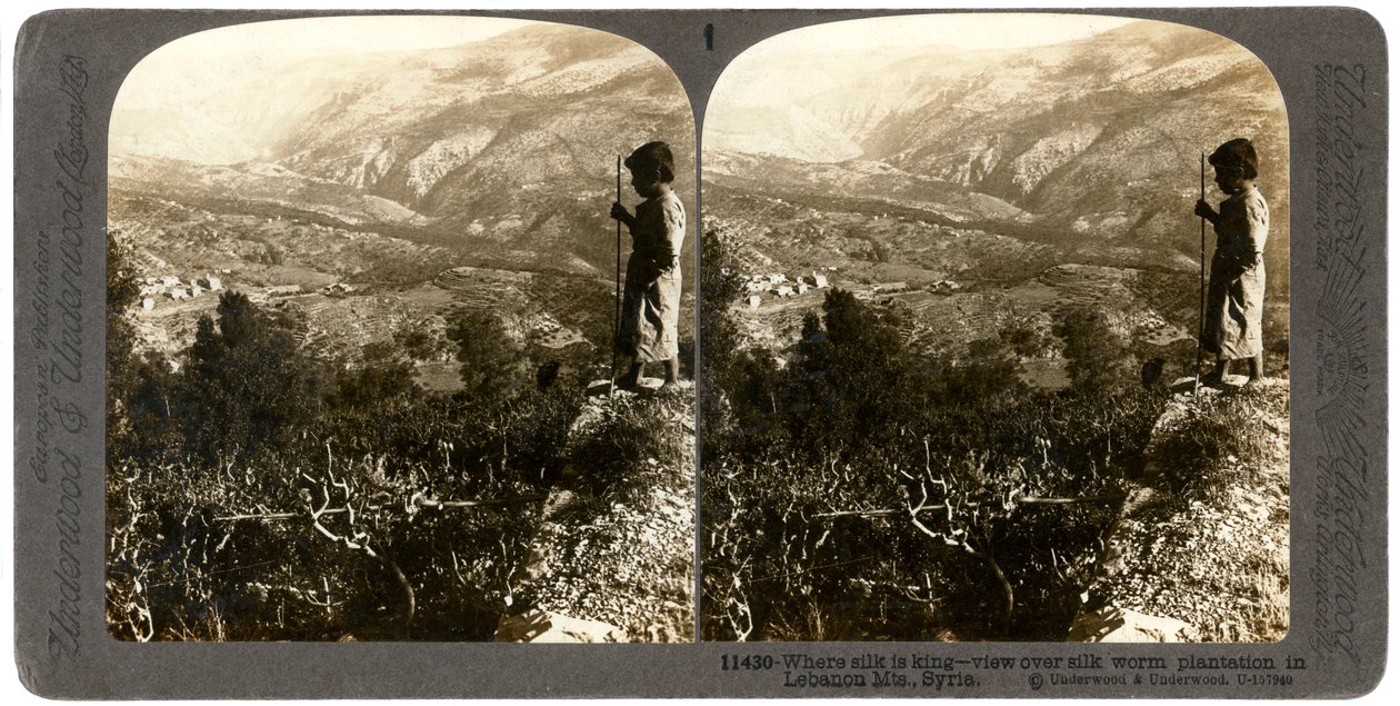 Plantáž bource morušového v libanonských horách, Sýrie, 1900. od Underwood and Underwood