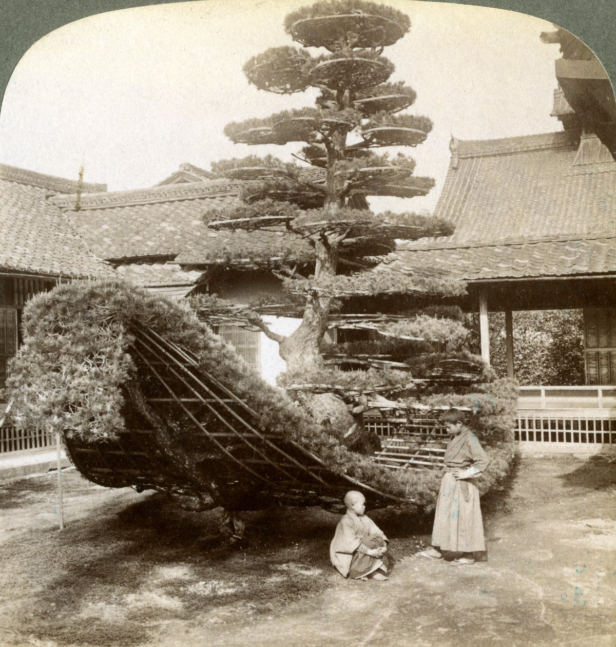 Jediná borovice vycvičená do tvaru člunu, klášter Kinkaku-ji, Kjóto, Japonsko, 1904 od Underwood and Underwood