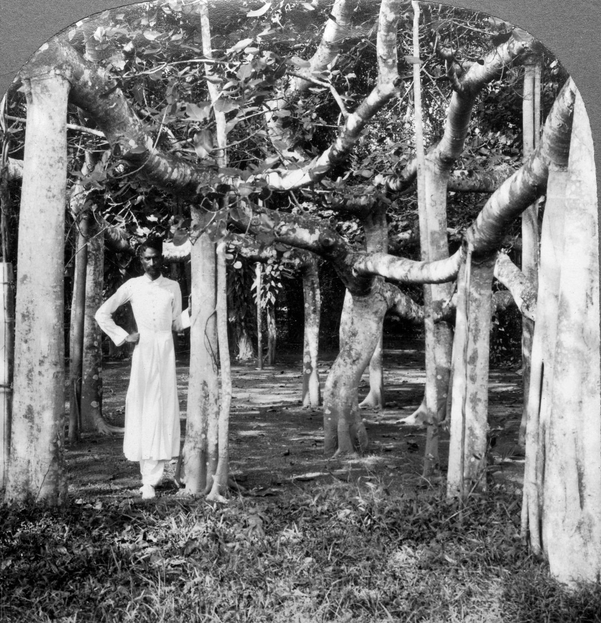 Mezi kořeny banyánového stromu, Kalkata, Indie, 1900. od Underwood and Underwood
