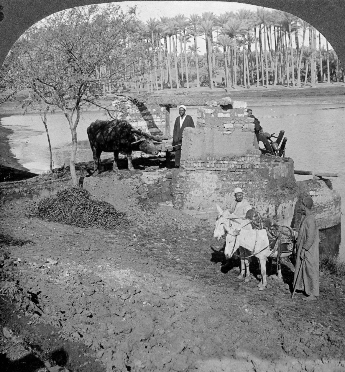 Egyptská sakieh neboli korečková pumpa poháněná voly, Egypt, 1905. od Underwood and Underwood