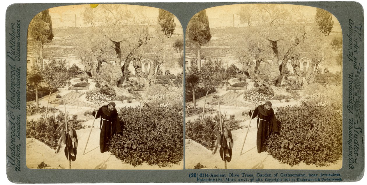 Starověké olivovníky v Getsemanské zahradě poblíž Jeruzaléma, Palestina, 1905. od Underwood and Underwood