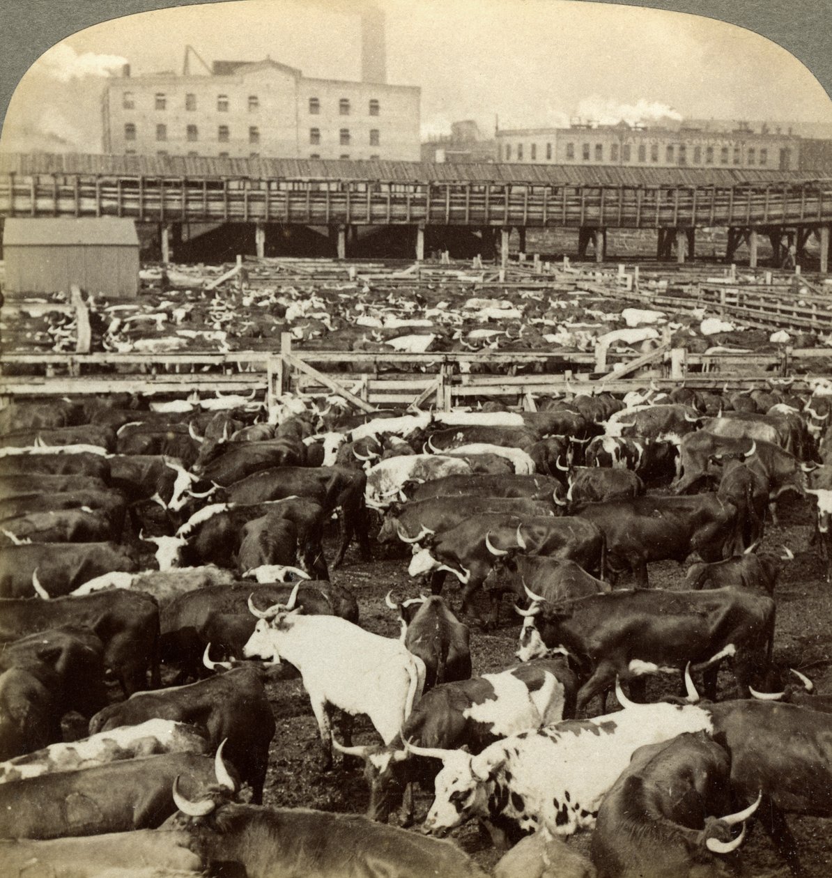 Dobytek, Great Union Stock Yards, Chicago, Illinois, USA. od Underwood and Underwood