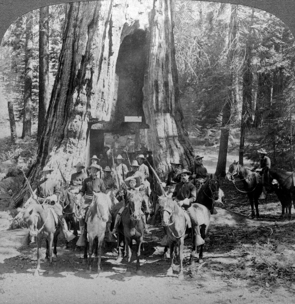 Kavalérie procházející velkým stromem Kalifornie, Kalifornie, USA. od Underwood and Underwood