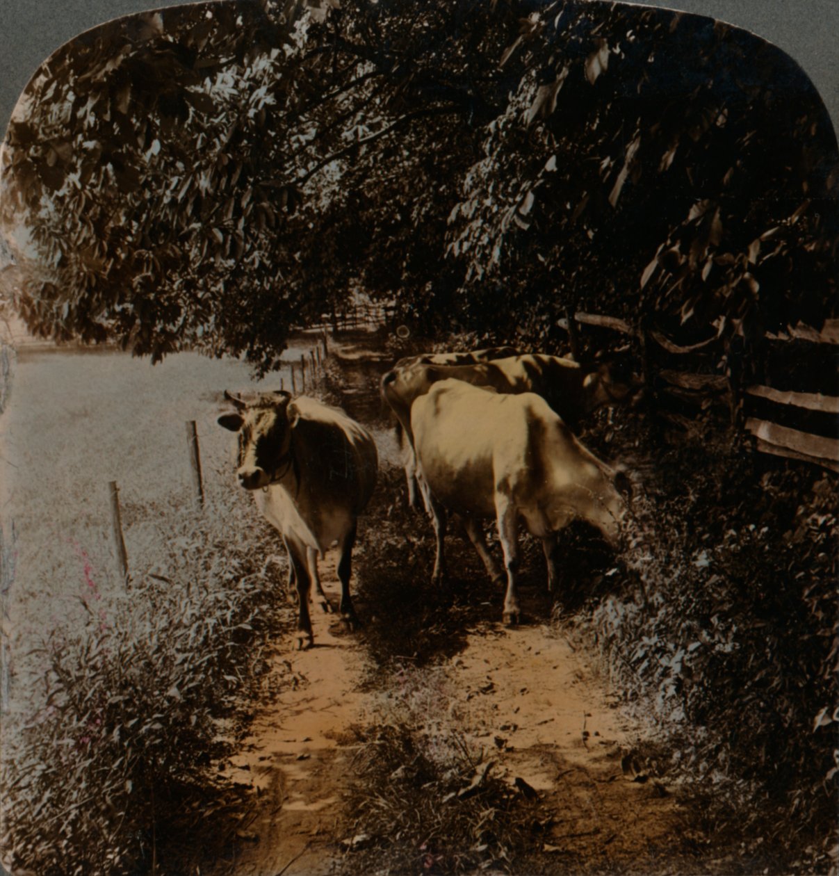 Krávy se vracejí domů po uličce v době dojení, c1900. Umělci: Elmer Underwood, Bert Elias Underwood. od Underwood and Underwood