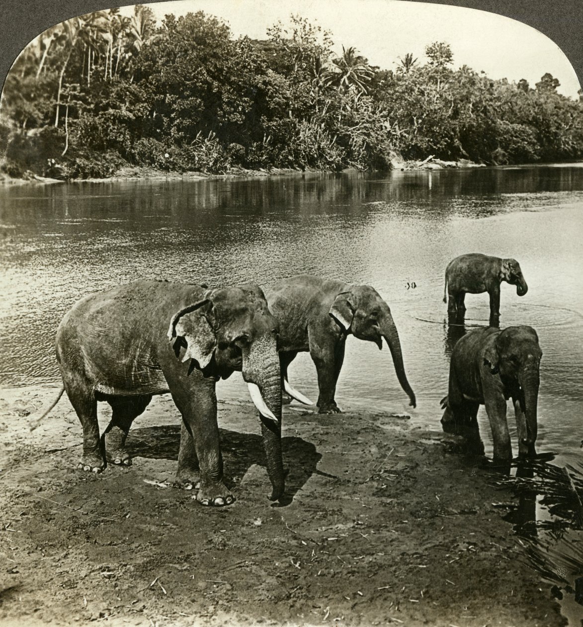 Sloni, Srí Lanka Ceylon. od Underwood and Underwood