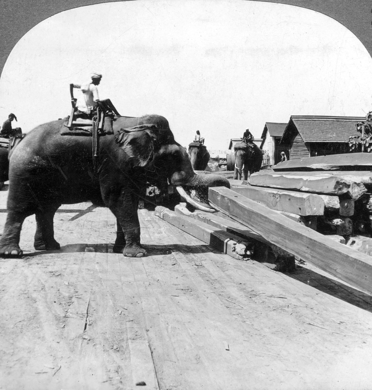 Sloni pohybující se dřevem, Rangún, Barma Myanmar, 1900. od Underwood and Underwood
