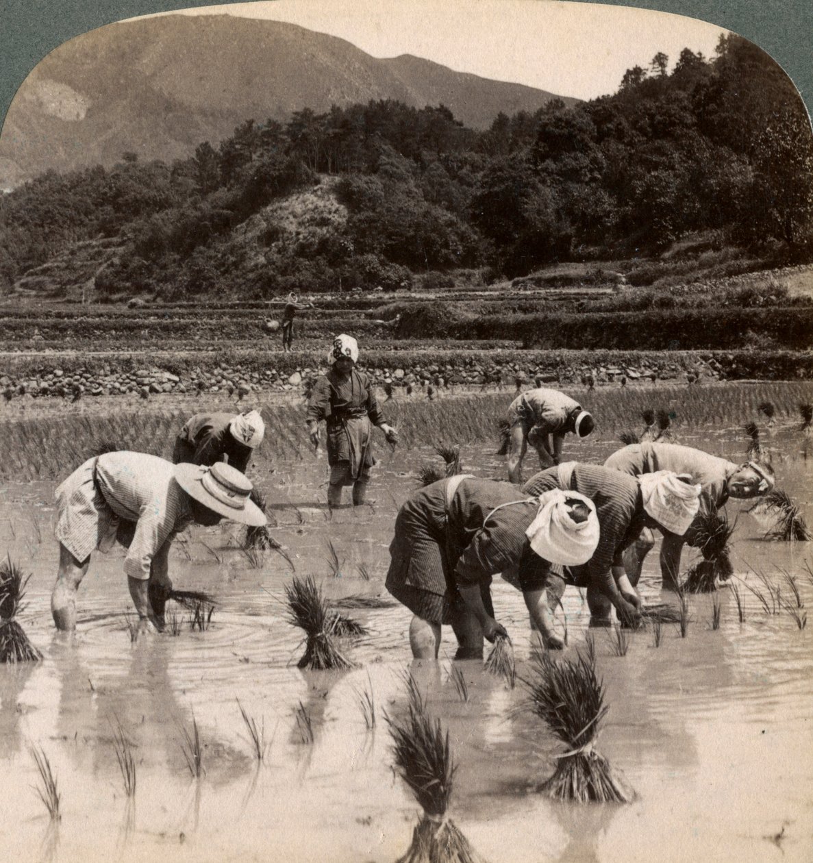 Zemědělští dělníci přesazující výhonky rýže poblíž Kjóta, Japonsko, 1904 od Underwood and Underwood