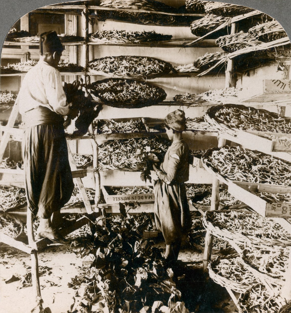 Krmení bource morušového jejich snídani z listů moruše, Libanonské hory, Sýrie, 1900. od Underwood and Underwood
