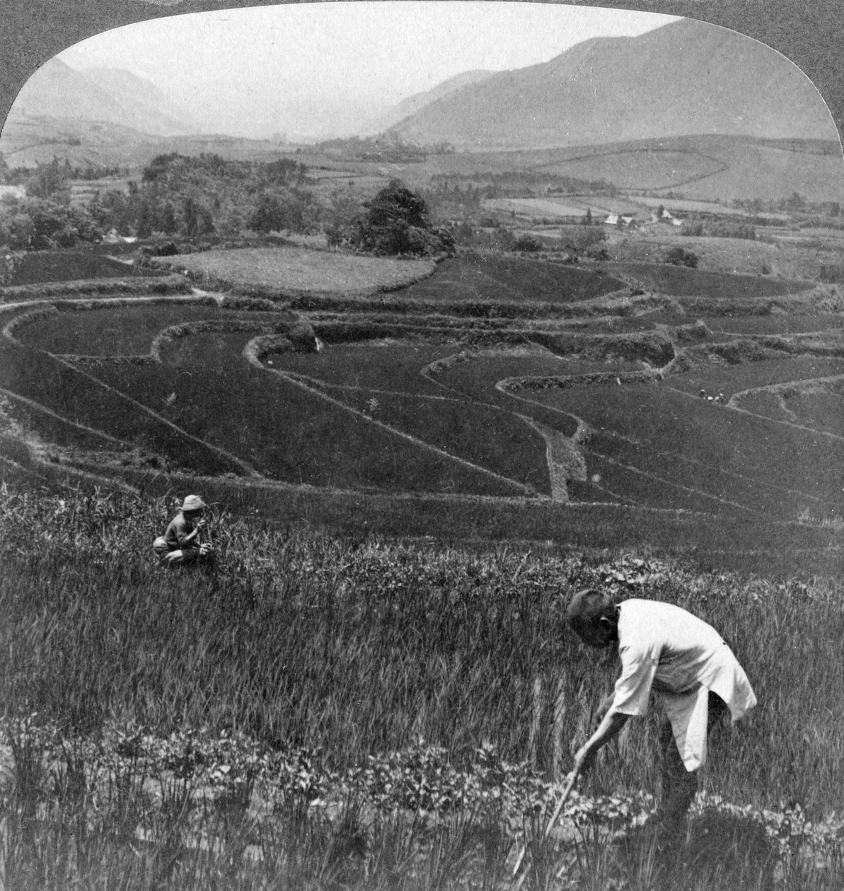 Úrodná rýžová pole ve starém kráteru Aso-San, Japonsko, 1904. od Underwood and Underwood