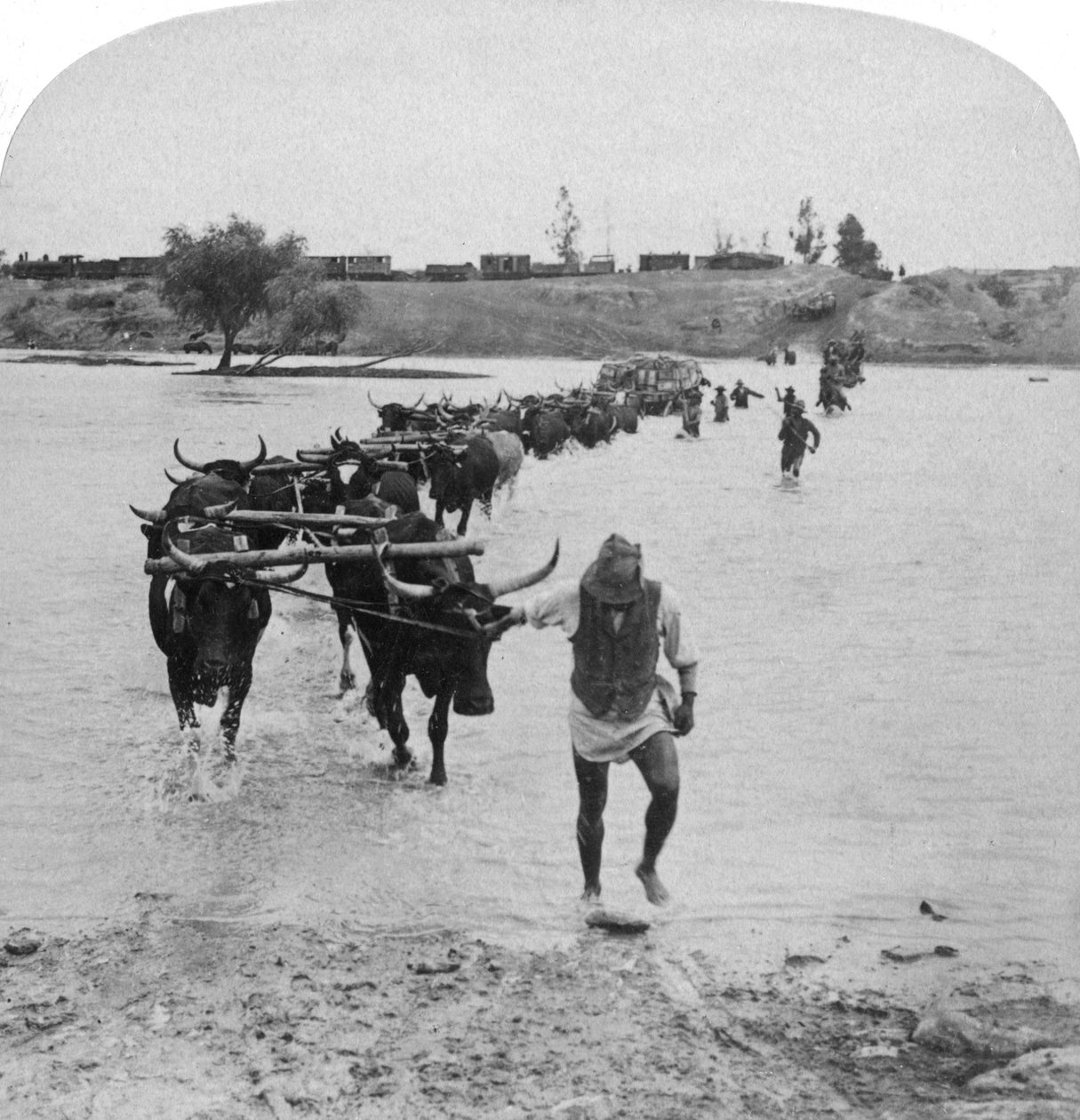 Fording the Modder River, Búrská válka, Jižní Afrika, 15. února 1901. od Underwood and Underwood
