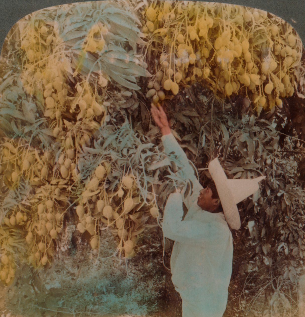 Sběr lahodného ovoce z těžce zatíženého mangovníku, Cuernavaca, Mexiko, 1907. Umělci: Elmer Underwood, Bert Elias Underwood. od Underwood and Underwood