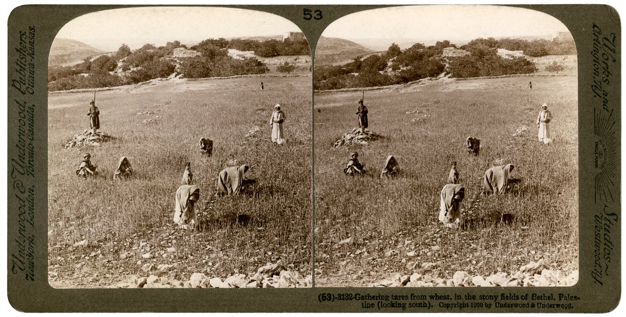 Sběr koukolu z pšenice na kamenitých polích Bethel Baytin, Palestina, 1900. od Underwood and Underwood