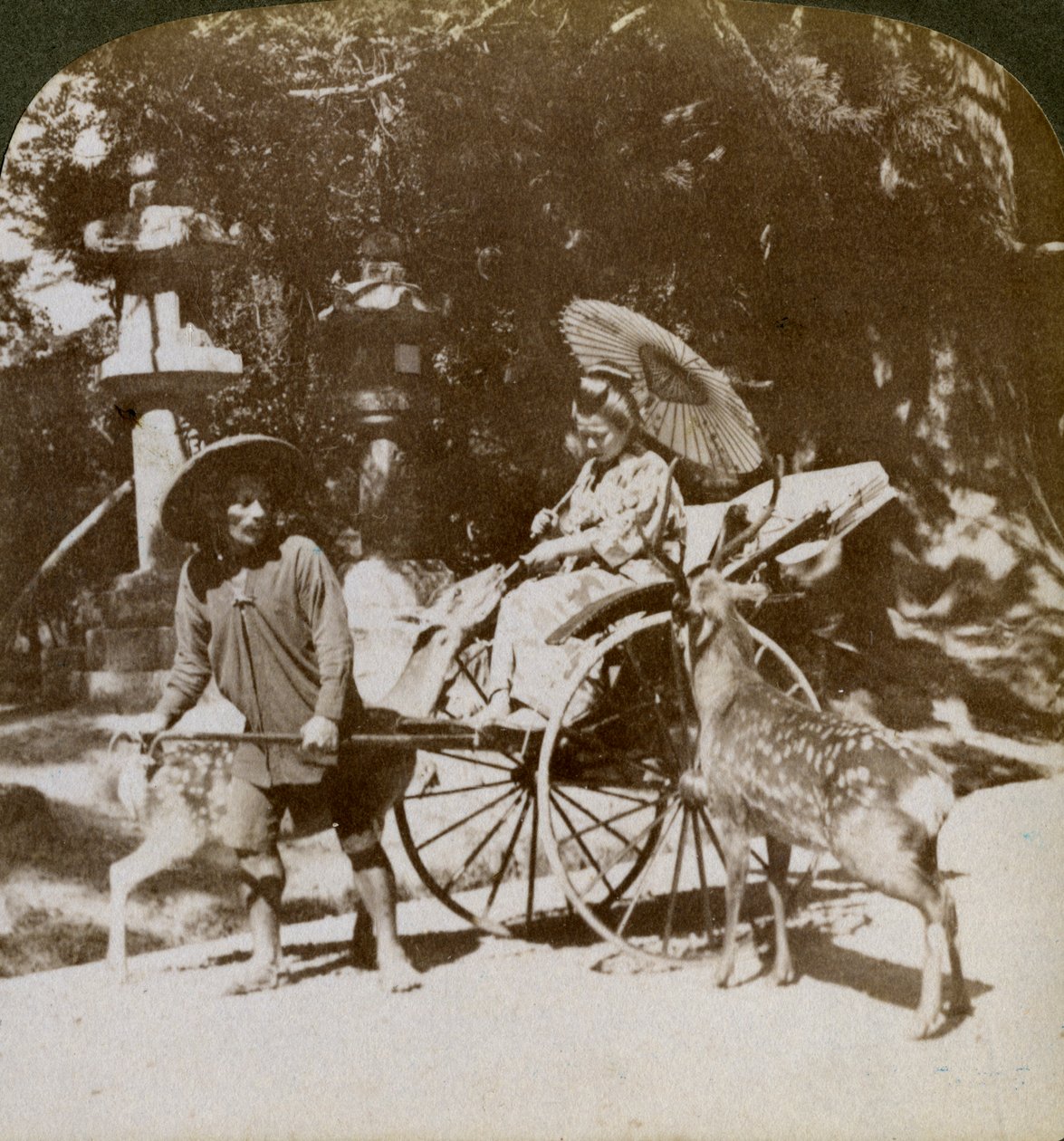 Dívka krmící posvátné jeleny na cestě k modlitbám, areál chrámu Kasuga, Nara, Japonsko, 1904 od Underwood and Underwood