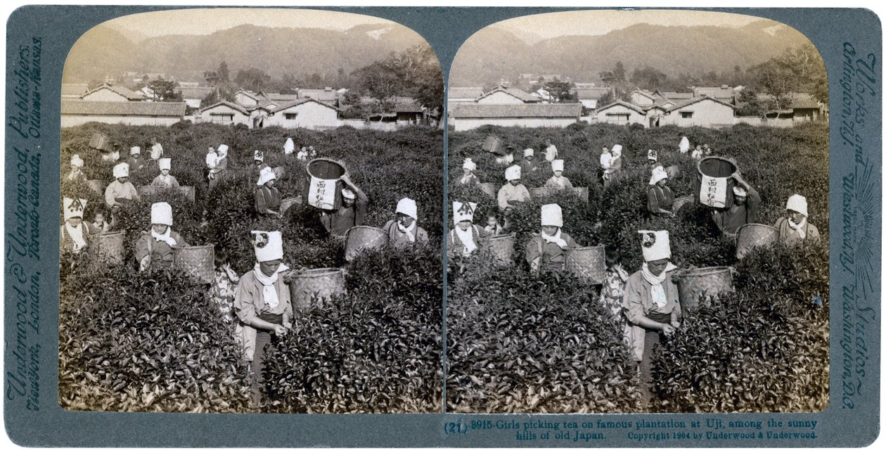 Dívky sbírající čaj na slavné plantáži v Uji, Japonsko, 1904 od Underwood and Underwood