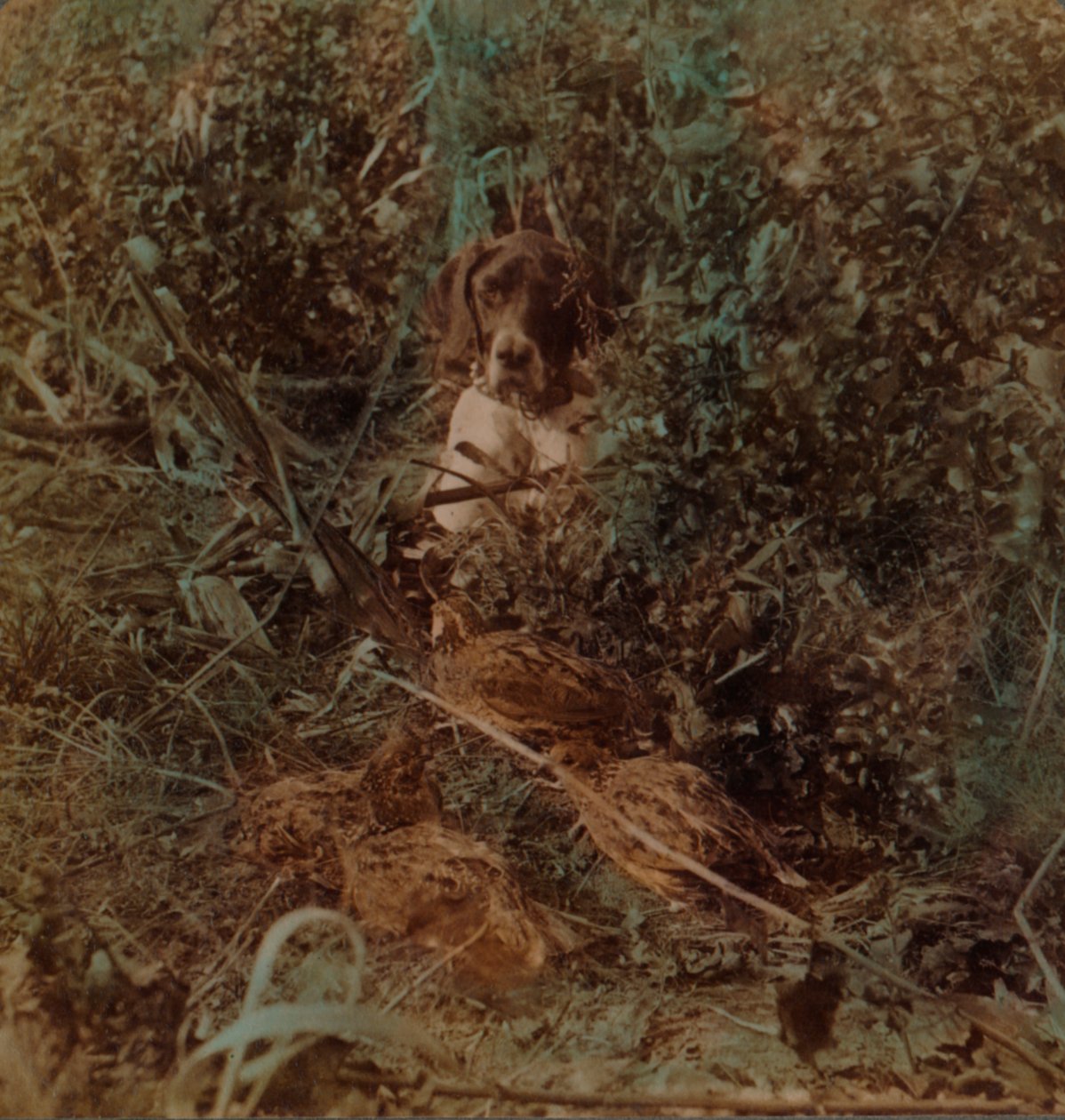 Lov v západní prérijní zemi, zátoka křepelek a ohařů - v kukuřičném strništi, 1903. Umělci: Elmer Underwood, Bert Elias Underwood. od Underwood and Underwood