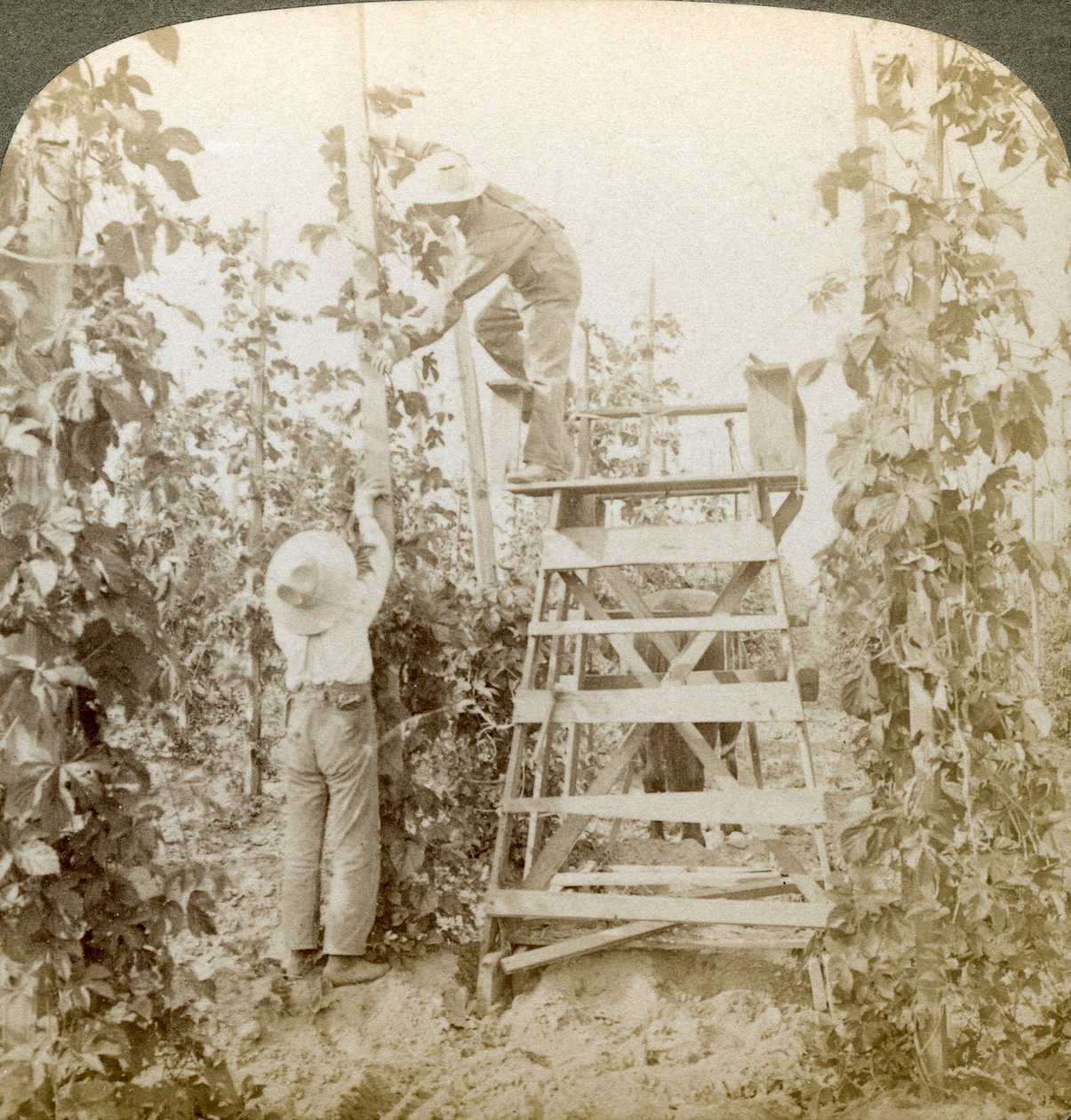 V Rich Hop District, Training the Vines, White River Valley, Washington, USA. od Underwood and Underwood