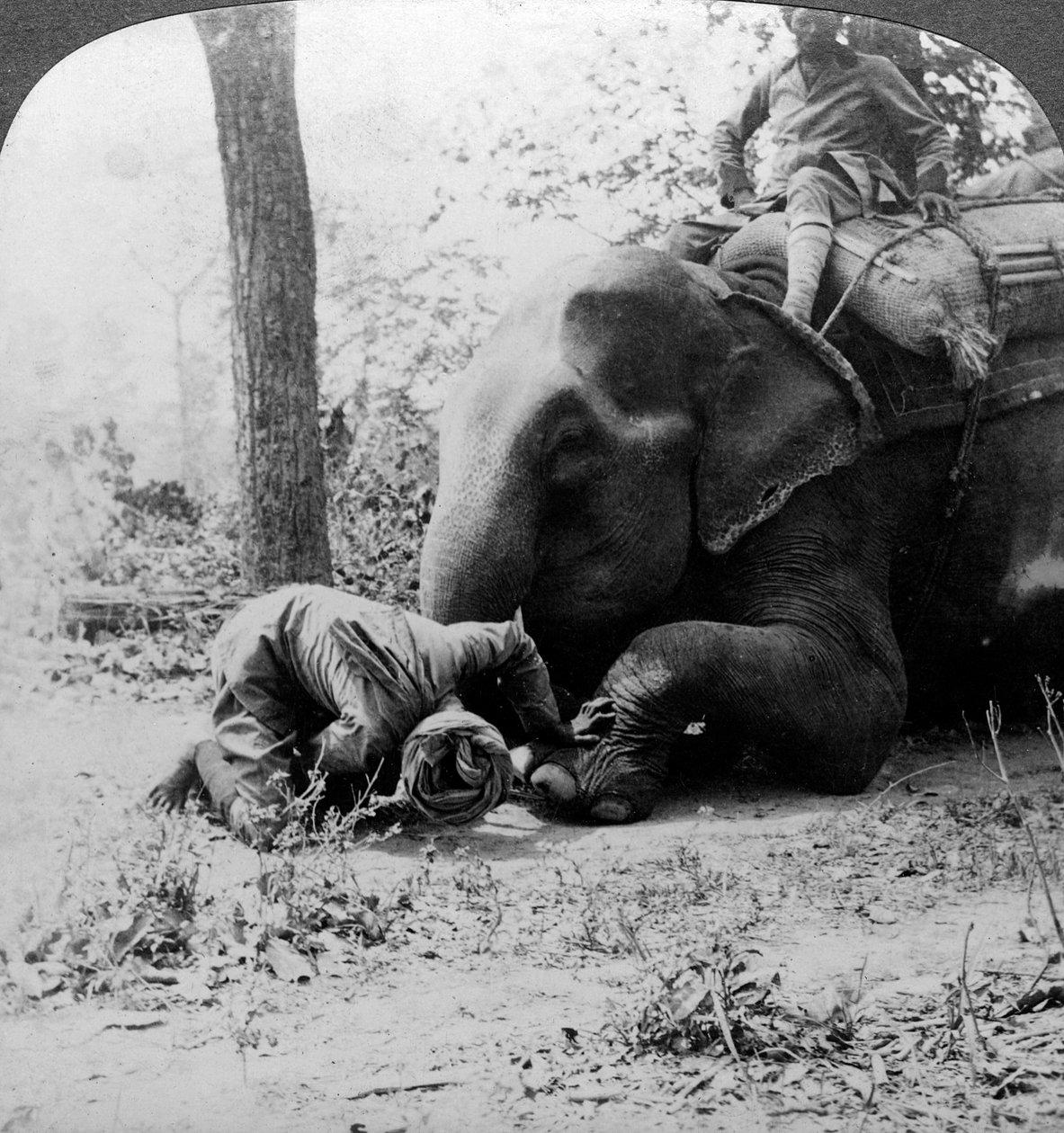 Mahout odstraňuje trn ze sloní nohy, výhonek tygra Behar, Indie, 1900. od Underwood and Underwood