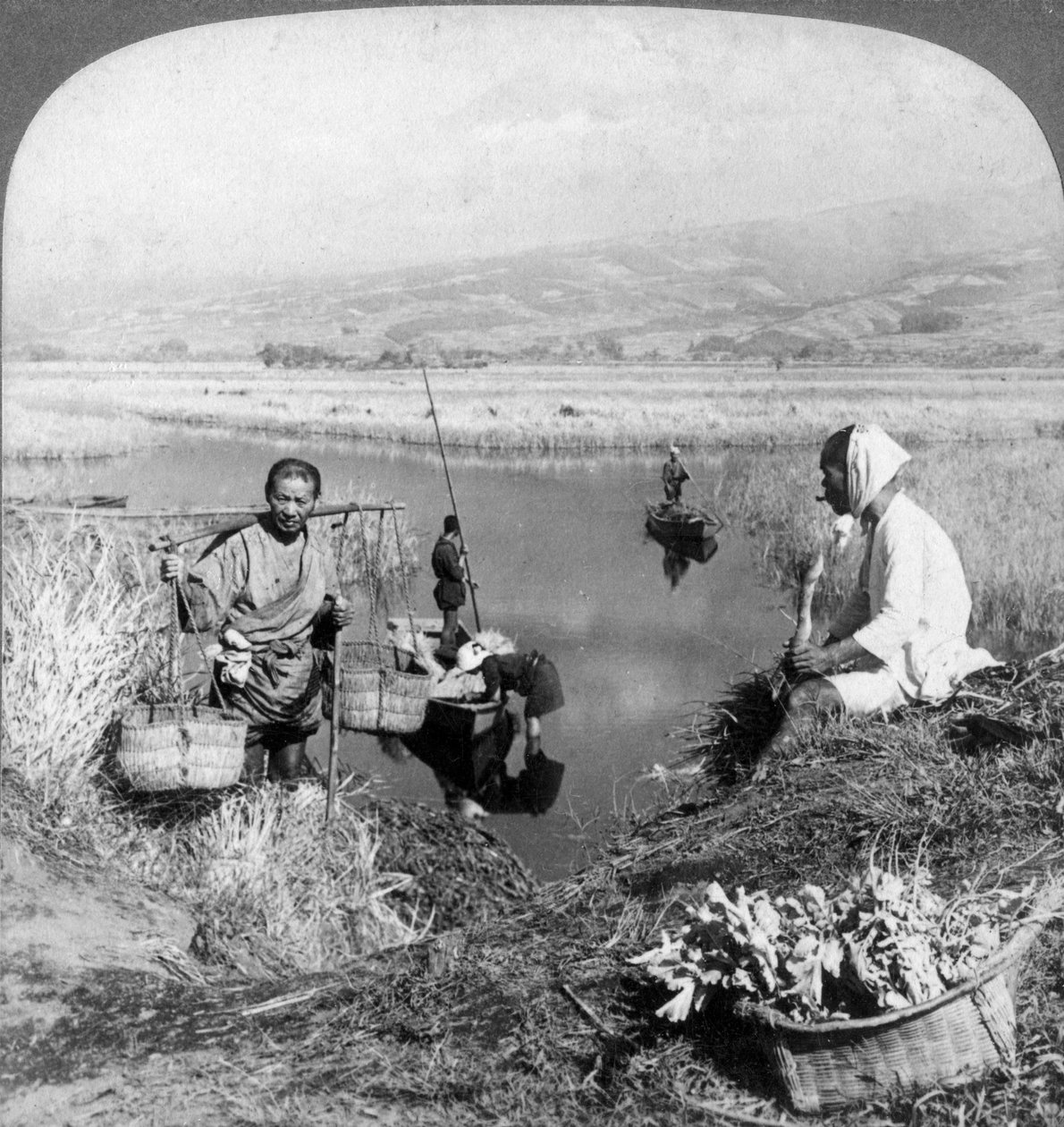Men gathering rushes near Suzukawa, Fujiyama, Japan, 1904. od Underwood and Underwood