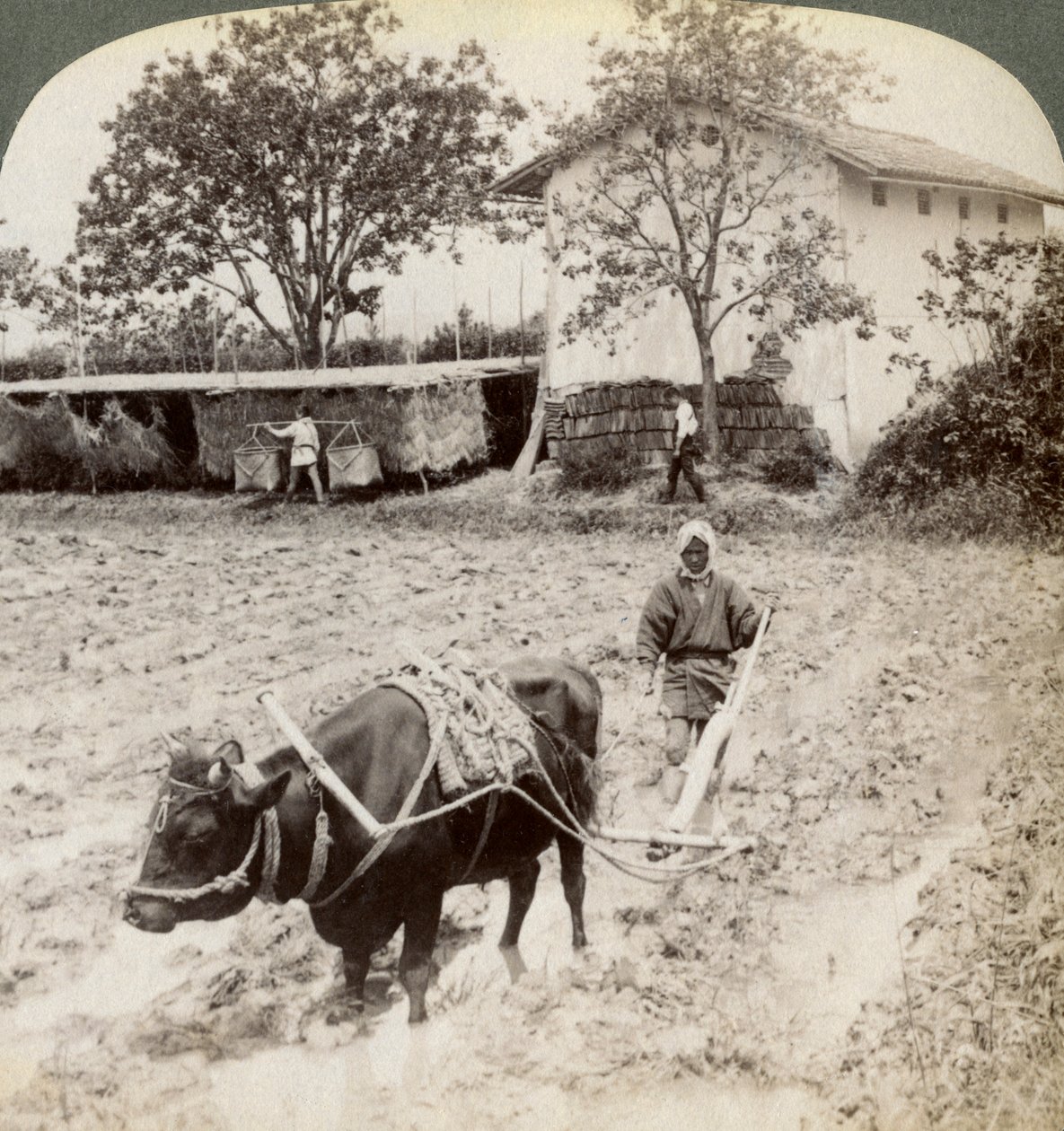 Orba zatopené půdy pro pěstování rýže, severně od hlavní silnice v Uji, poblíž Kjóta, Japonsko, 1904. od Underwood and Underwood