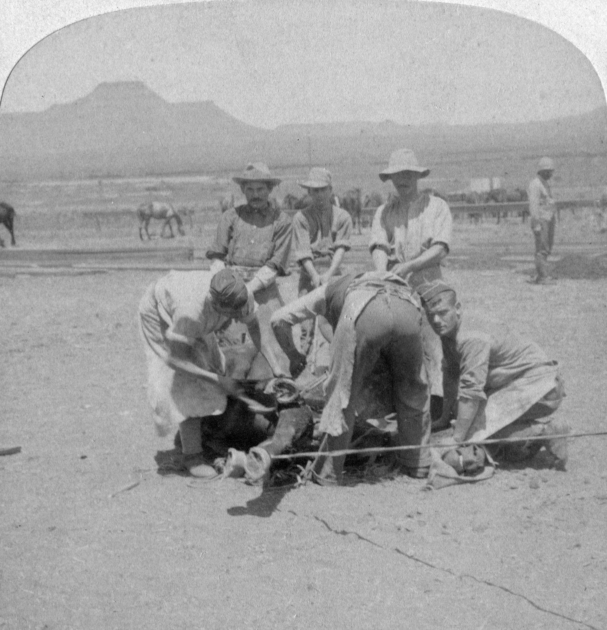 Podkování koní v Naauwpoort, Jižní Afrika, Búrská válka, 1900 od Underwood and Underwood