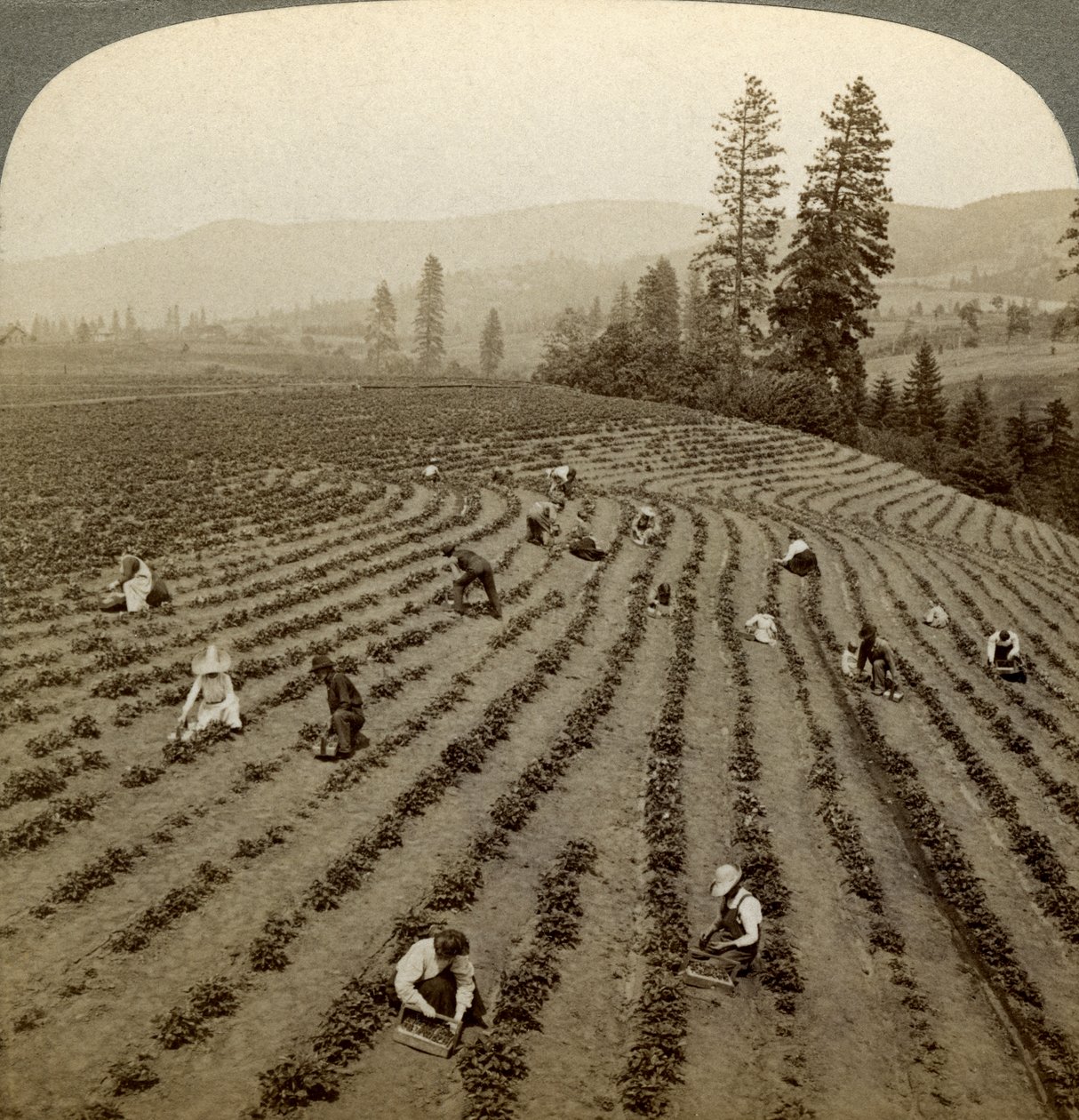 Sběr jahod, Cedar Creek Farm, Hood River Valley, Oregon, USA. od Underwood and Underwood