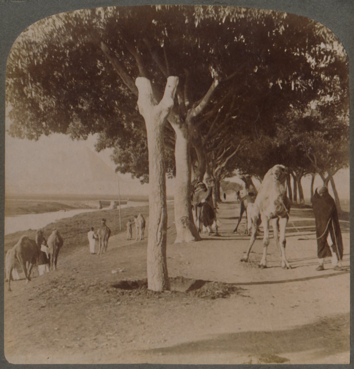 Cesta k pyramidám, Egypt, 1896. od Underwood and Underwood