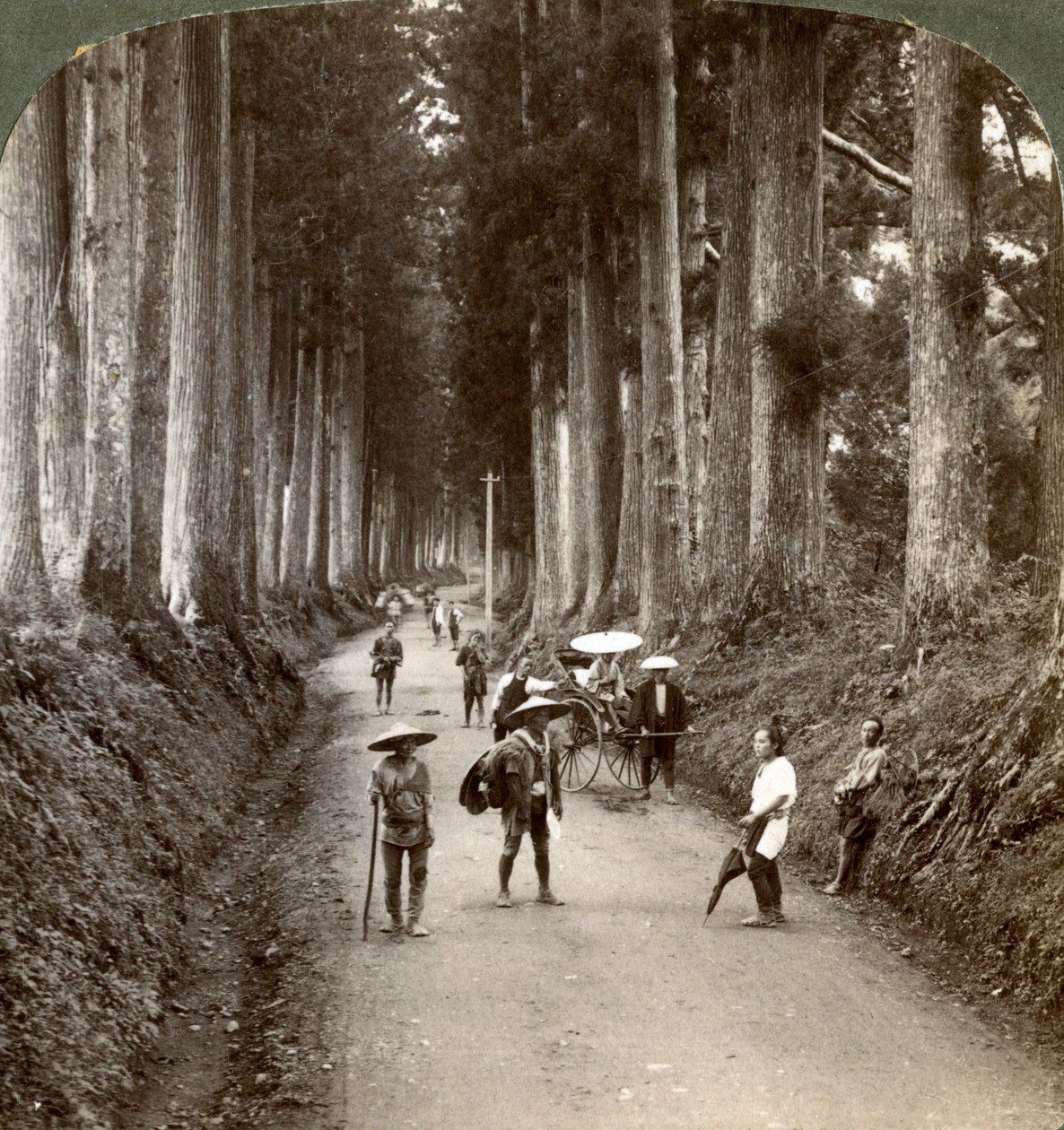 Háje byly první chrámy bohů, alej ušlechtilých kryptomerií v Nikko, Japonsko, 1904 od Underwood and Underwood