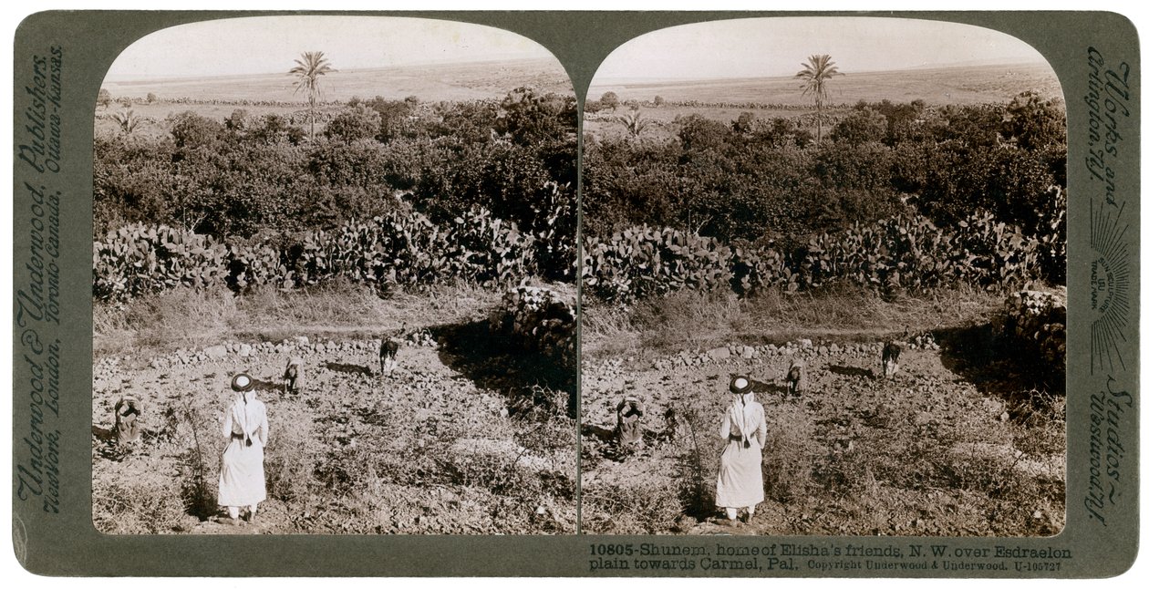 Severozápadní pohled z Shunem, přes rovinu Esdraelon, směrem na Carmel, 1900. od Underwood and Underwood
