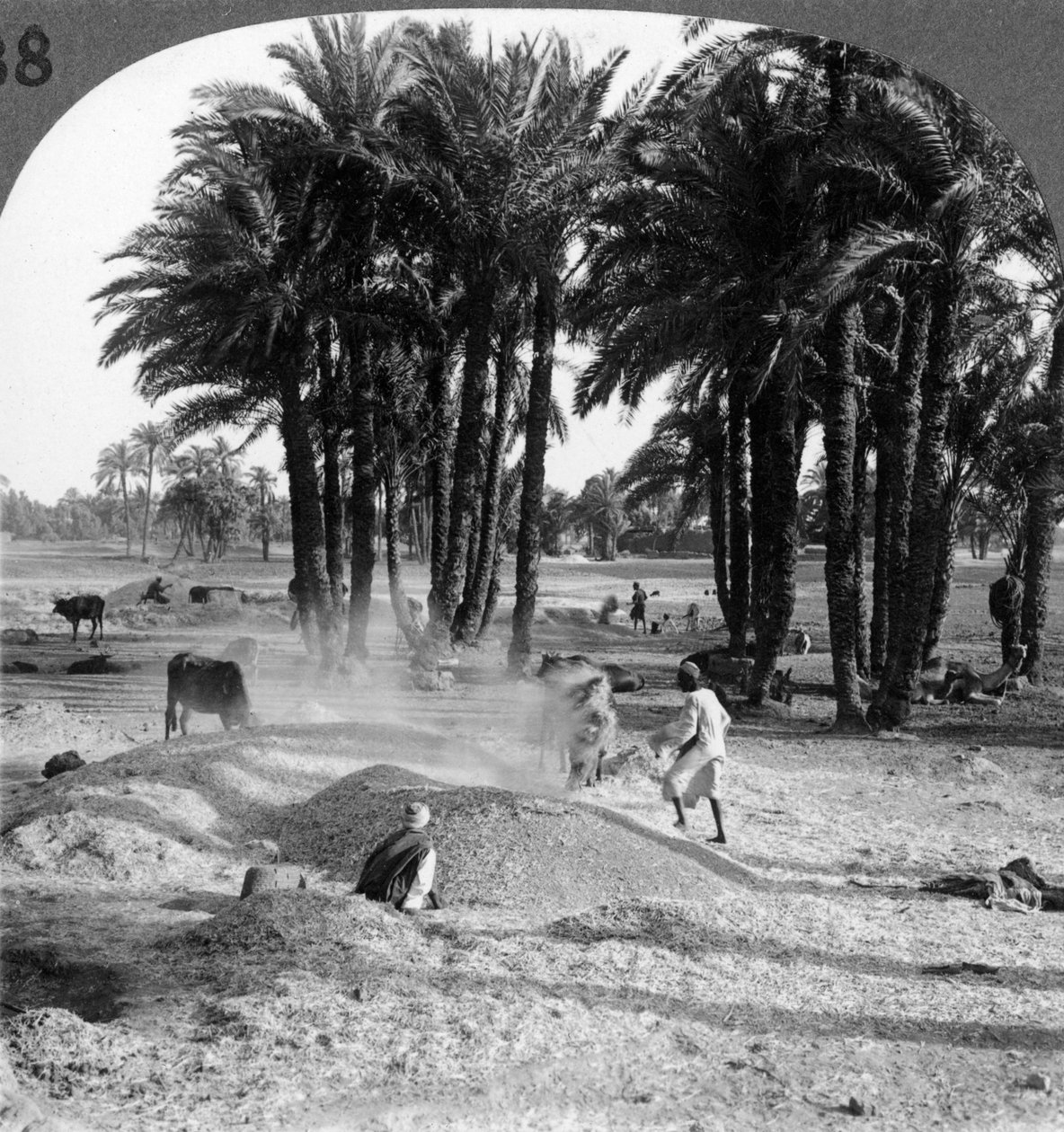 Víření obilí po vymlácení, Egypt, 1905. od Underwood and Underwood