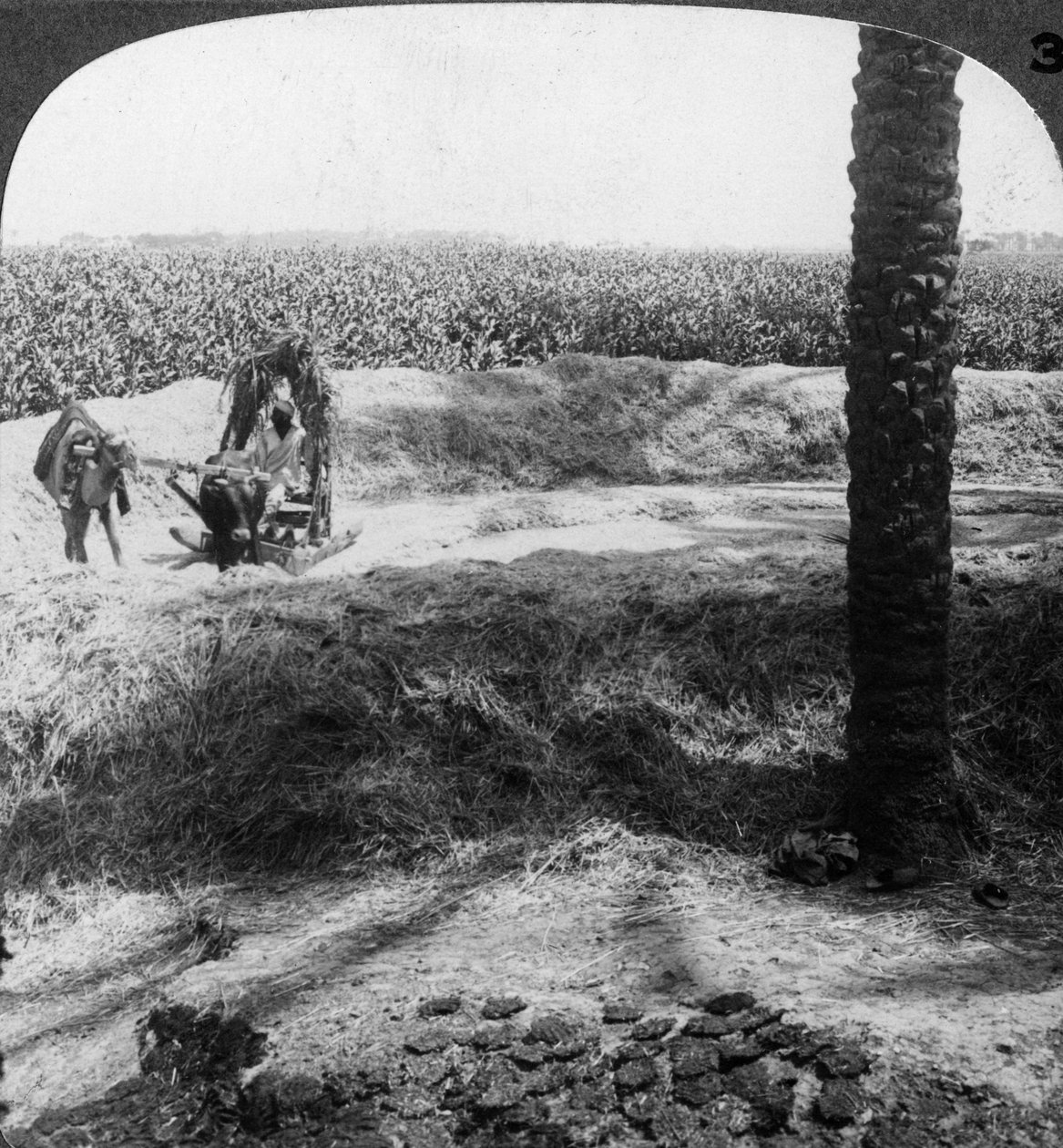Mlácení v Egyptě, 1905. od Underwood and Underwood