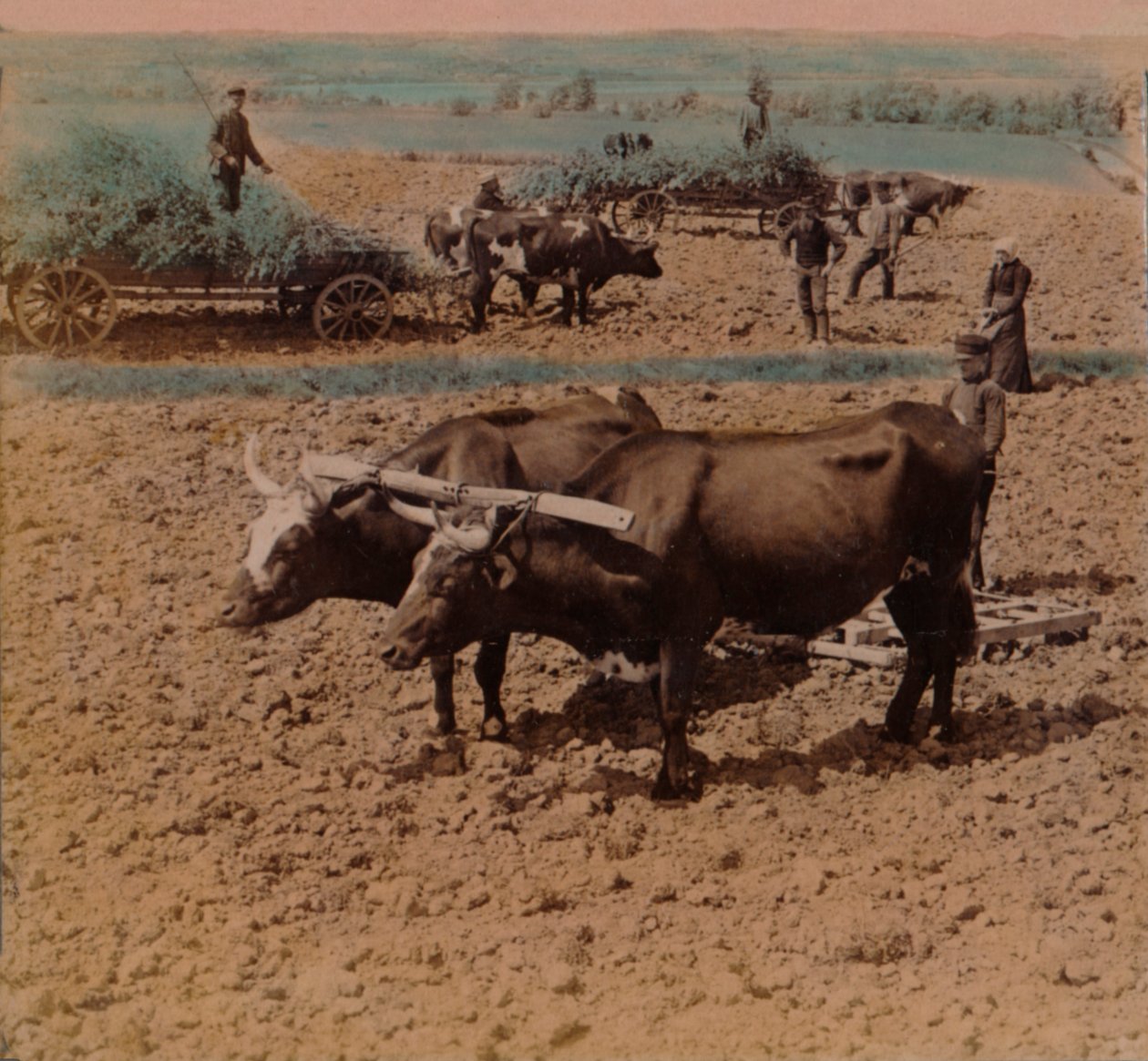 Spořiví lidé z venkova s dobytkem při práci na farmě poblíž Jonkopingu, Švédsko, 1905. Umělci: Elmer Underwood, Bert Elias Underwood. od Underwood and Underwood